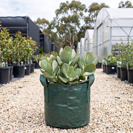 Silver Dollar Jade - Crassula arborescens