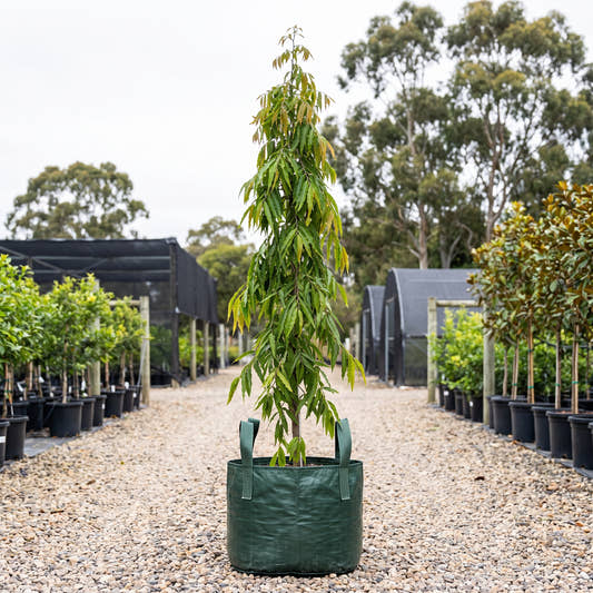Mast Tree - Polyalthia longifolia