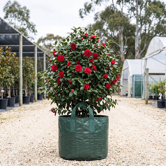 Black Lace Camellia - Camellia japonica ‘Black Lace’