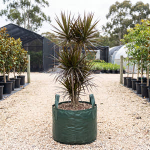 Black Knight Dragon Tree - Dracaena marginata ‘Black Knight’