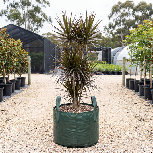 Black Knight Dragon Tree - Dracaena marginata ‘Black Knight’