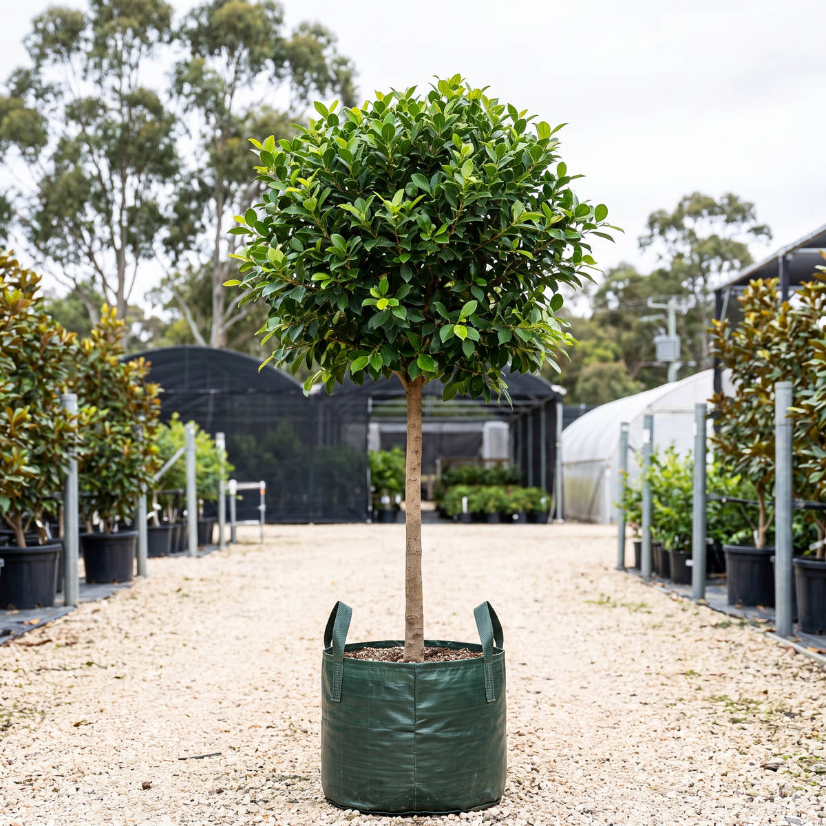 Flash Indian Laurel Fig (Standard) - Ficus microcarpa ‘Flash’