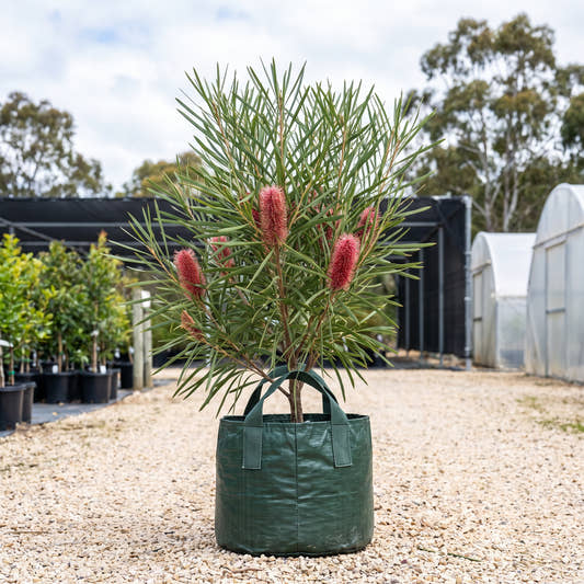 Grass Leaf Hakea - Hakea multilineata