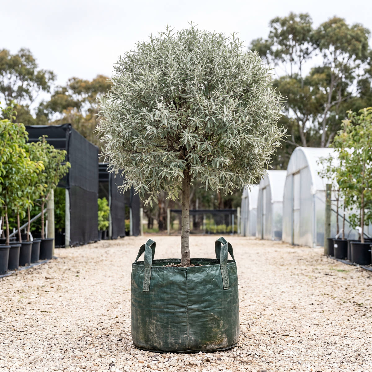 Disco Ball Silver Pear - Pyrus salicifolia ‘Disco Ball’