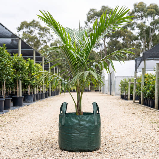 Windowpane Palm - Beccariophoenix madagascariensis