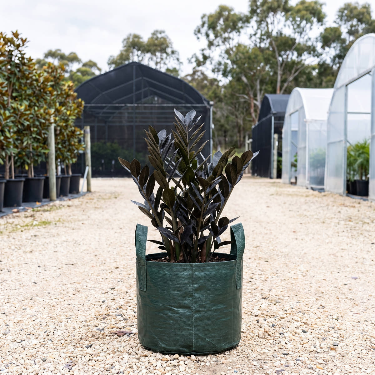 Zanzibar Gem - Zamioculcas zamiifolia