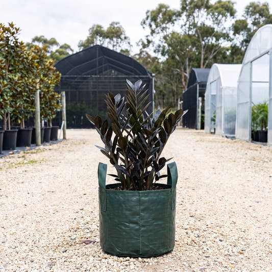Zanzibar Gem - Zamioculcas zamiifolia
