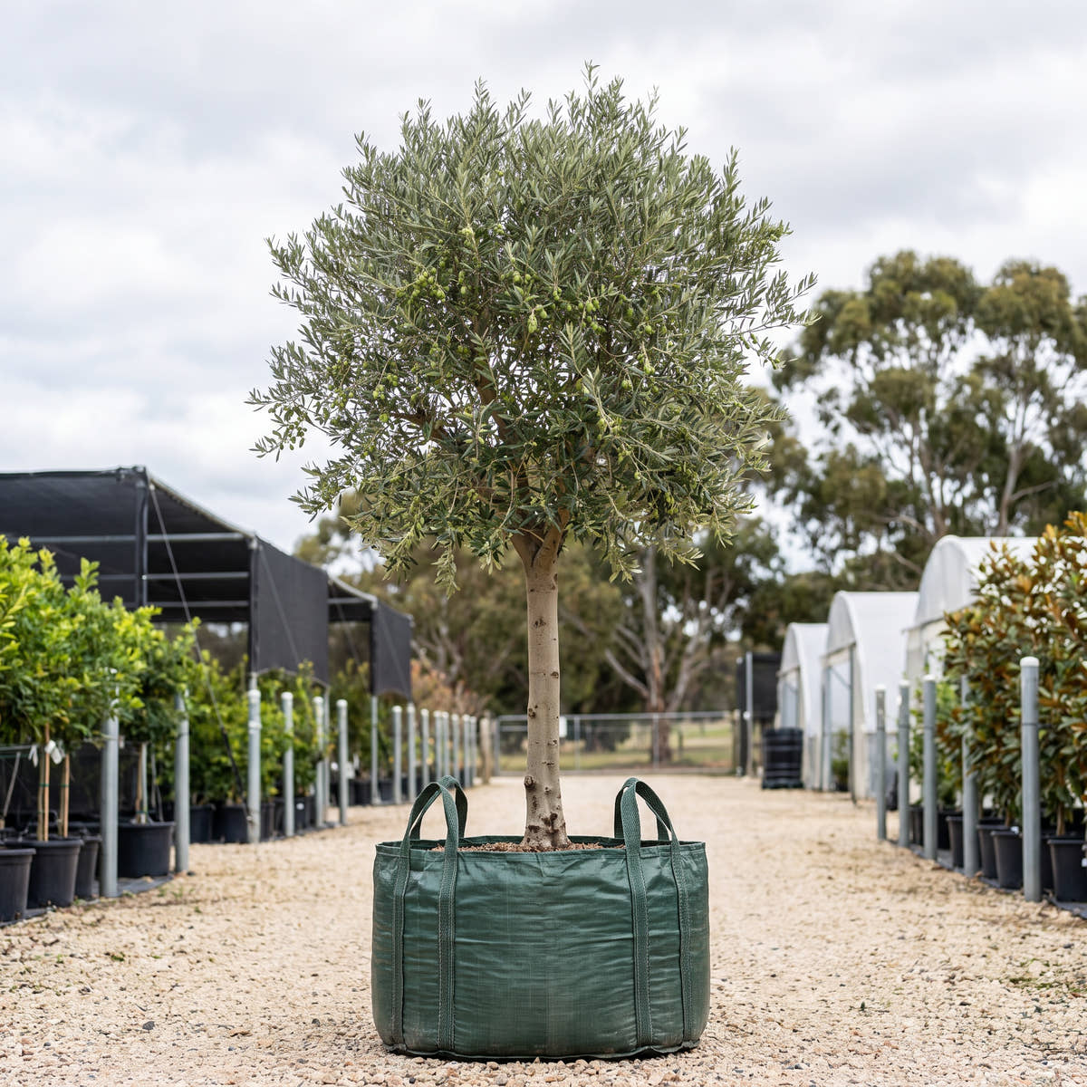 Frantoio Olive (Standard) - Olea europaea ‘Frantoio’