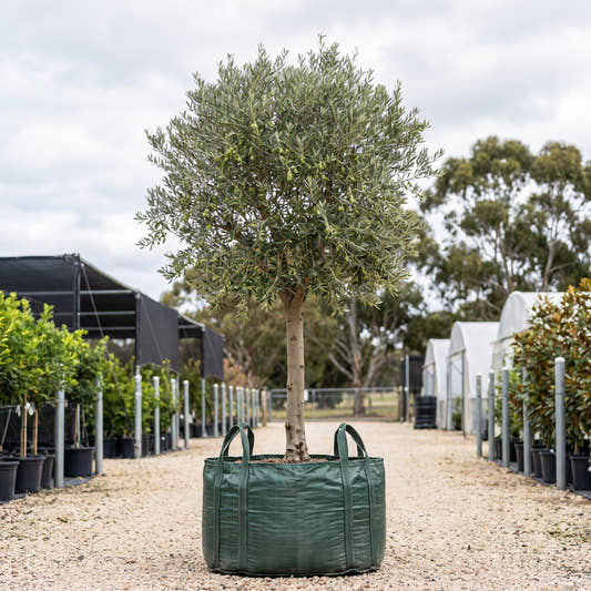 Frantoio Olive (Standard) - Olea europaea ‘Frantoio’