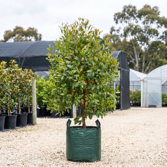 Bushy Yate - Eucalyptus lehmannii