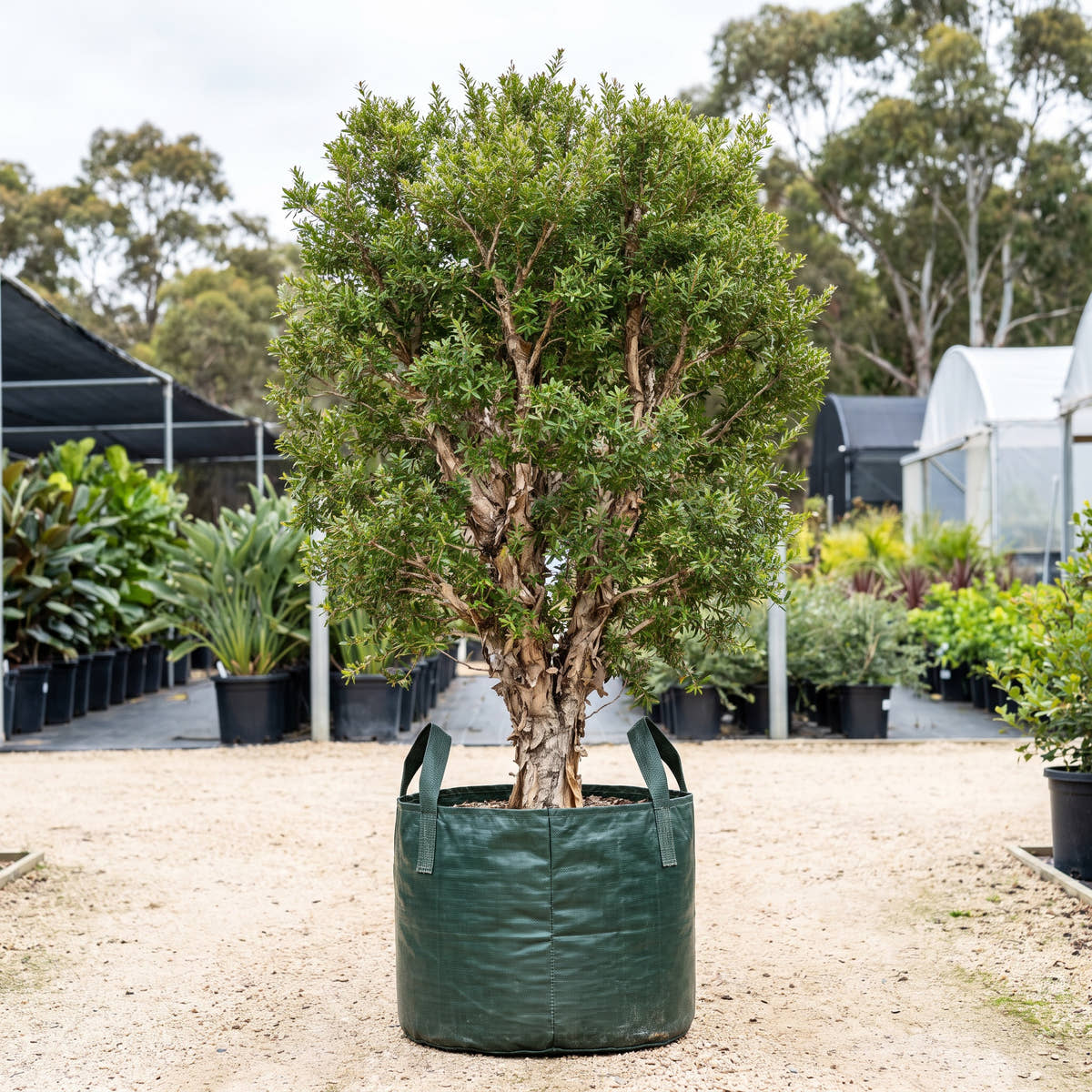 Scented Paperbark - Melaleuca squarrosa