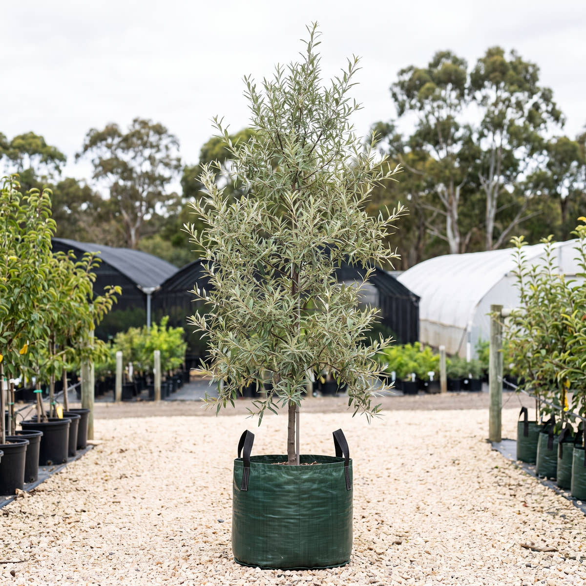 Willow Leaf Pear - Pyrus salicifolia