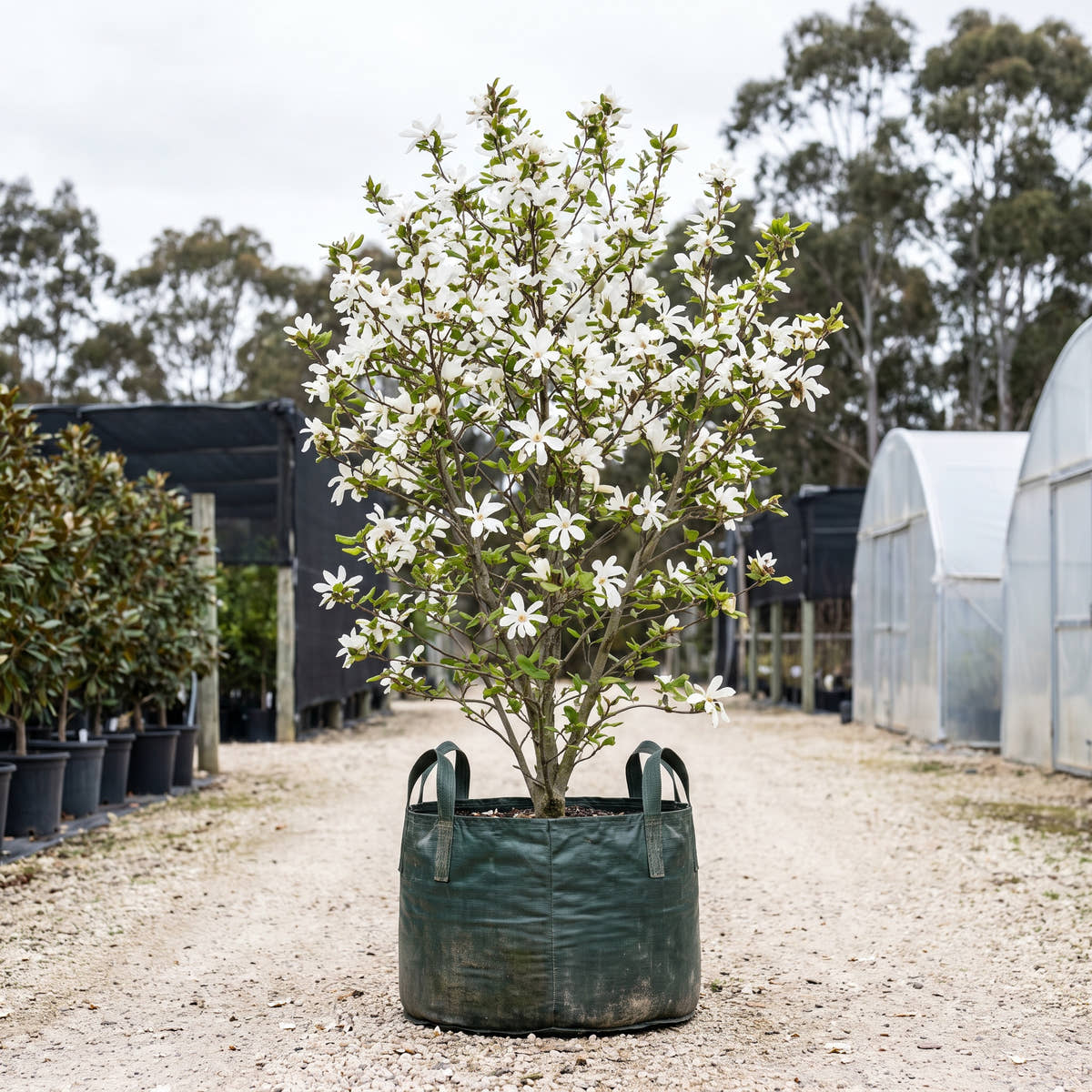 Ballerina Magnolia - Magnolia x loebneri ‘Ballerina’