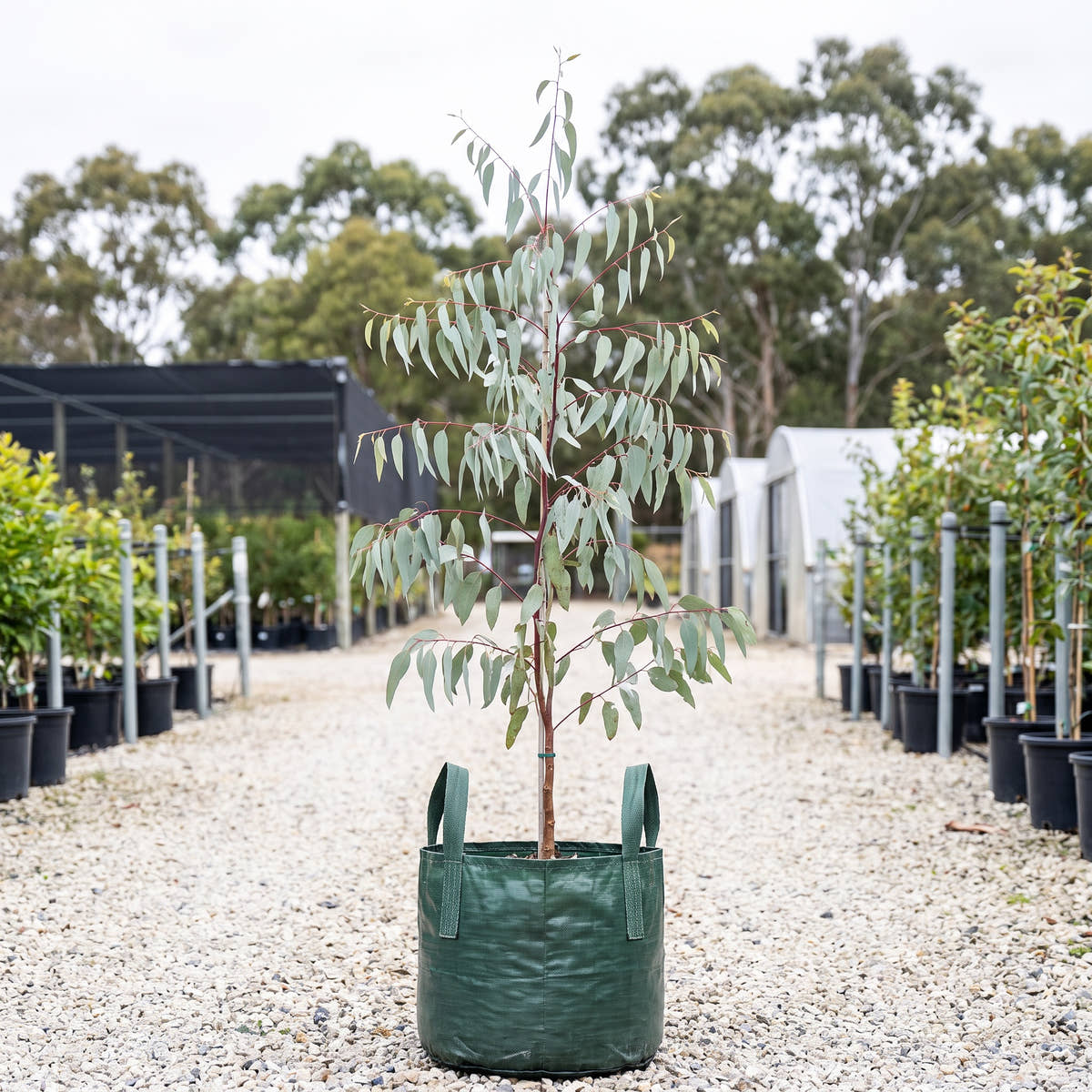 Snow Gum (Mornington Peninsula) - Eucalyptus pauciflora subsp. pauciflora