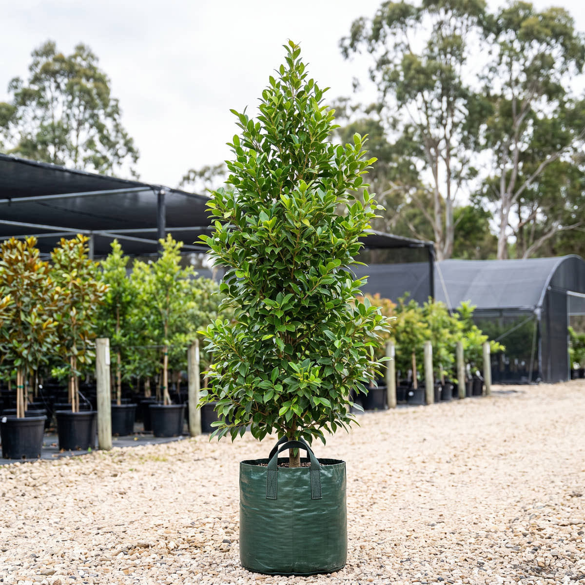 Upright Hill’s Weeping Fig - Ficus microcarpa var. hillii