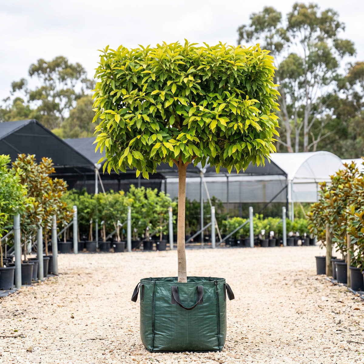 Golden Champaca (Pleached) - Michelia champaca