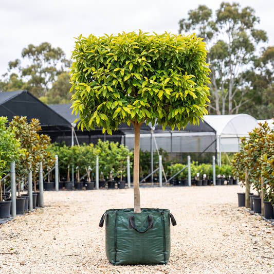 Golden Champaca (Pleached) - Michelia champaca