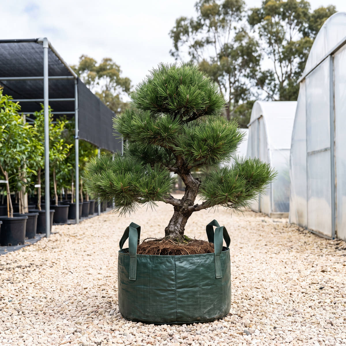 Black Panda Japanese Black Pine - Pinus thunbergii ‘Black Panda’