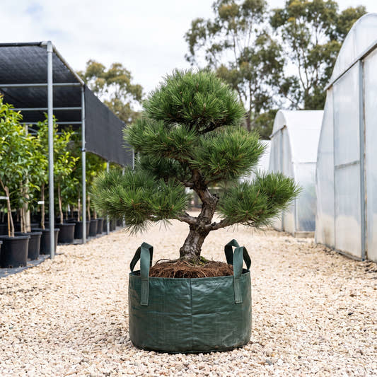 Black Panda Japanese Black Pine - Pinus thunbergii ‘Black Panda’
