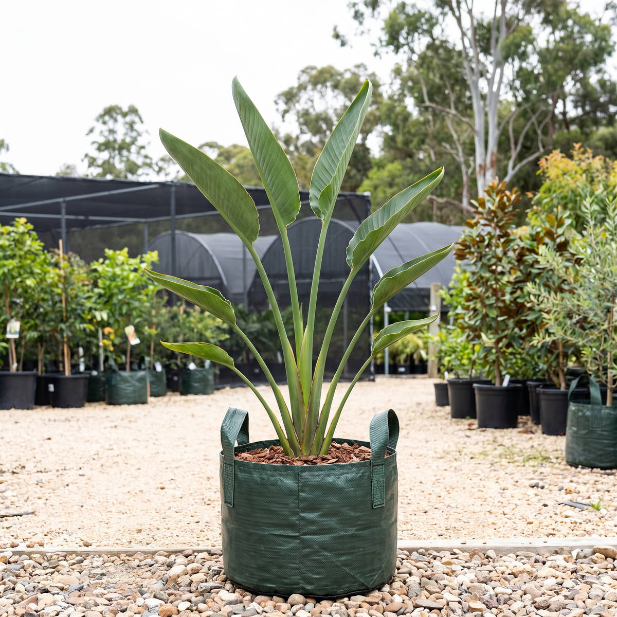Bird of Paradise (Multi-Stem) - Strelitzia reginae