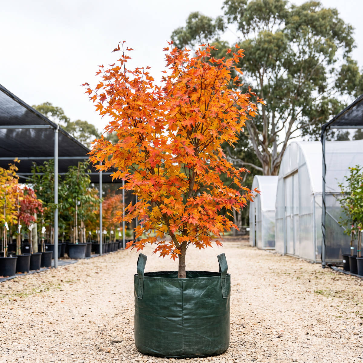 Taggerty Sunset Maple - Acer ‘Taggerty Sunset’