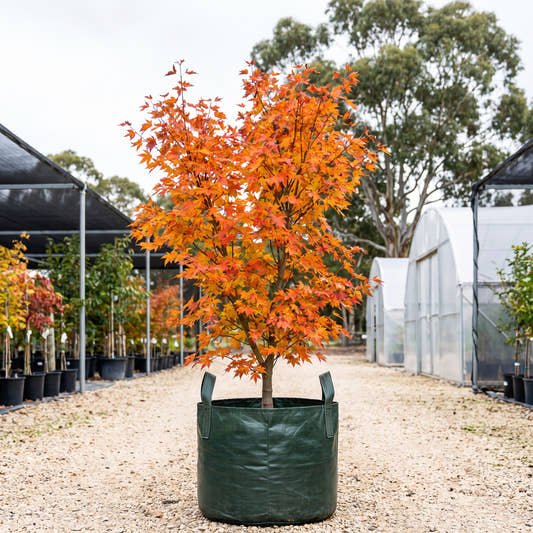 Taggerty Sunset Maple - Acer ‘Taggerty Sunset’