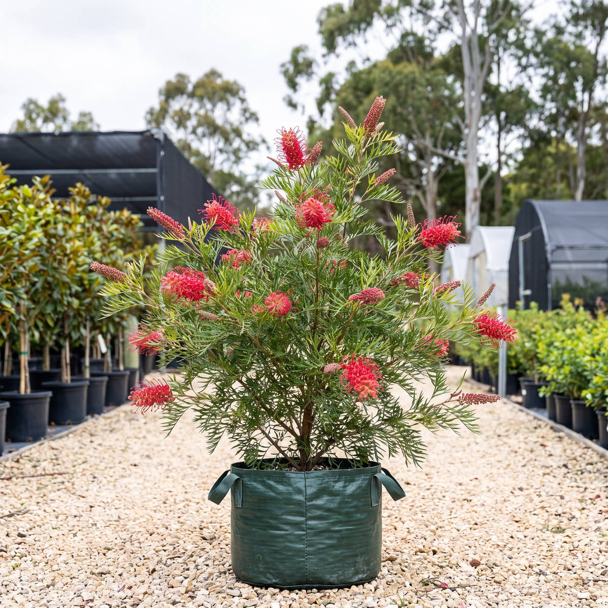 Robyn Gordon Grevillea - Grevillea ‘Robyn Gordon’