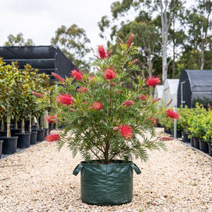 Robyn Gordon Grevillea - Grevillea ‘Robyn Gordon’