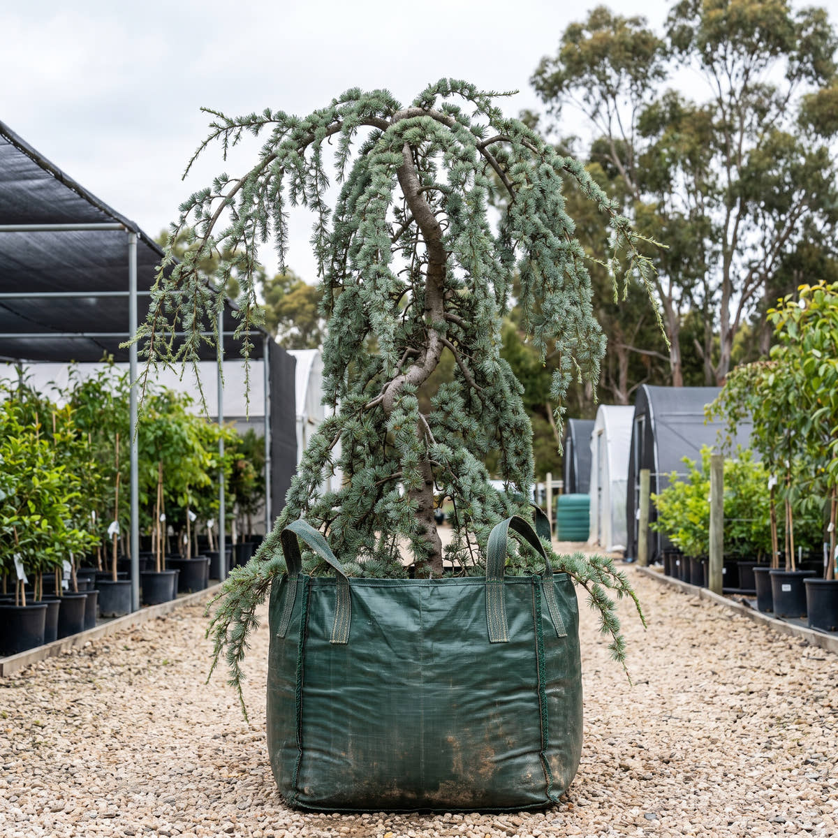 Weeping Blue Atlas Cedar - Cedrus atlantica ‘Glauca Pendula’