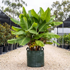 Assorted Banana - Musa spp.