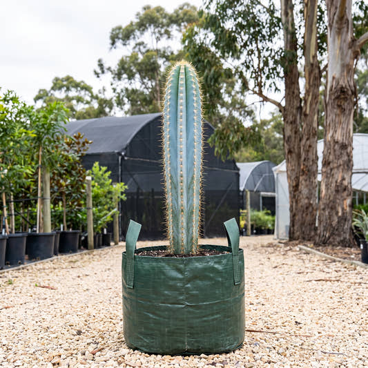 Blue Torch Cactus - Pilosocereus azureus