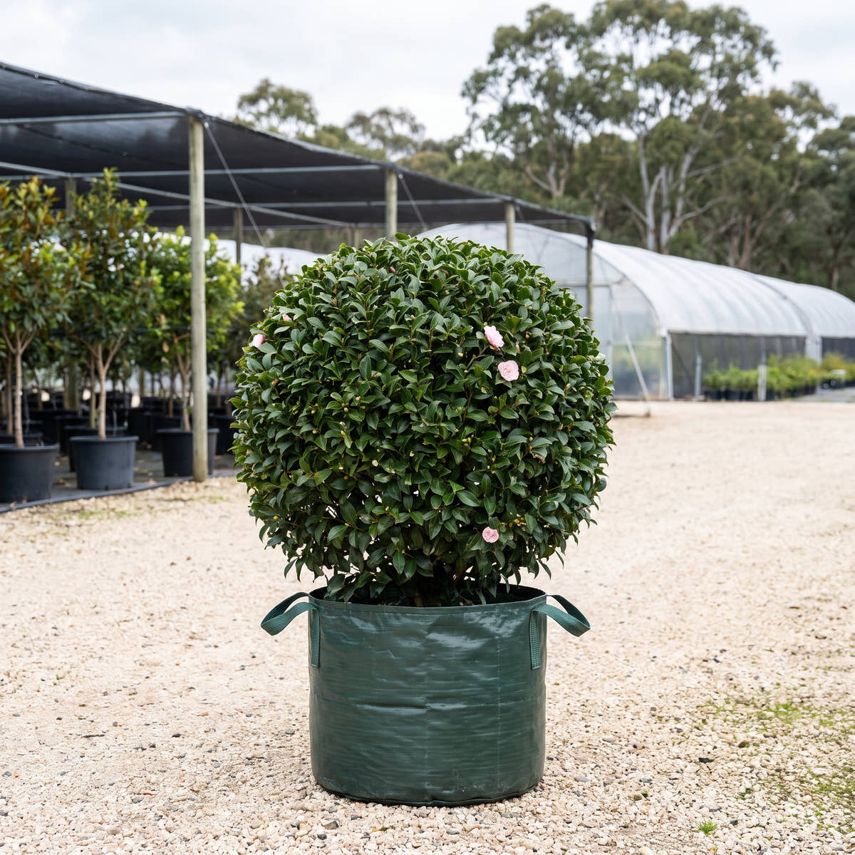C.M. Wilson Camellia (Ball) - Camellia japonica ‘C.M. Wilson’