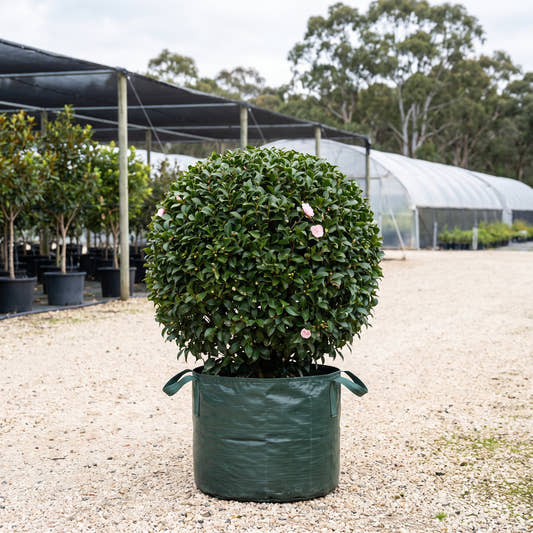 C.M. Wilson Camellia (Ball) - Camellia japonica ‘C.M. Wilson’