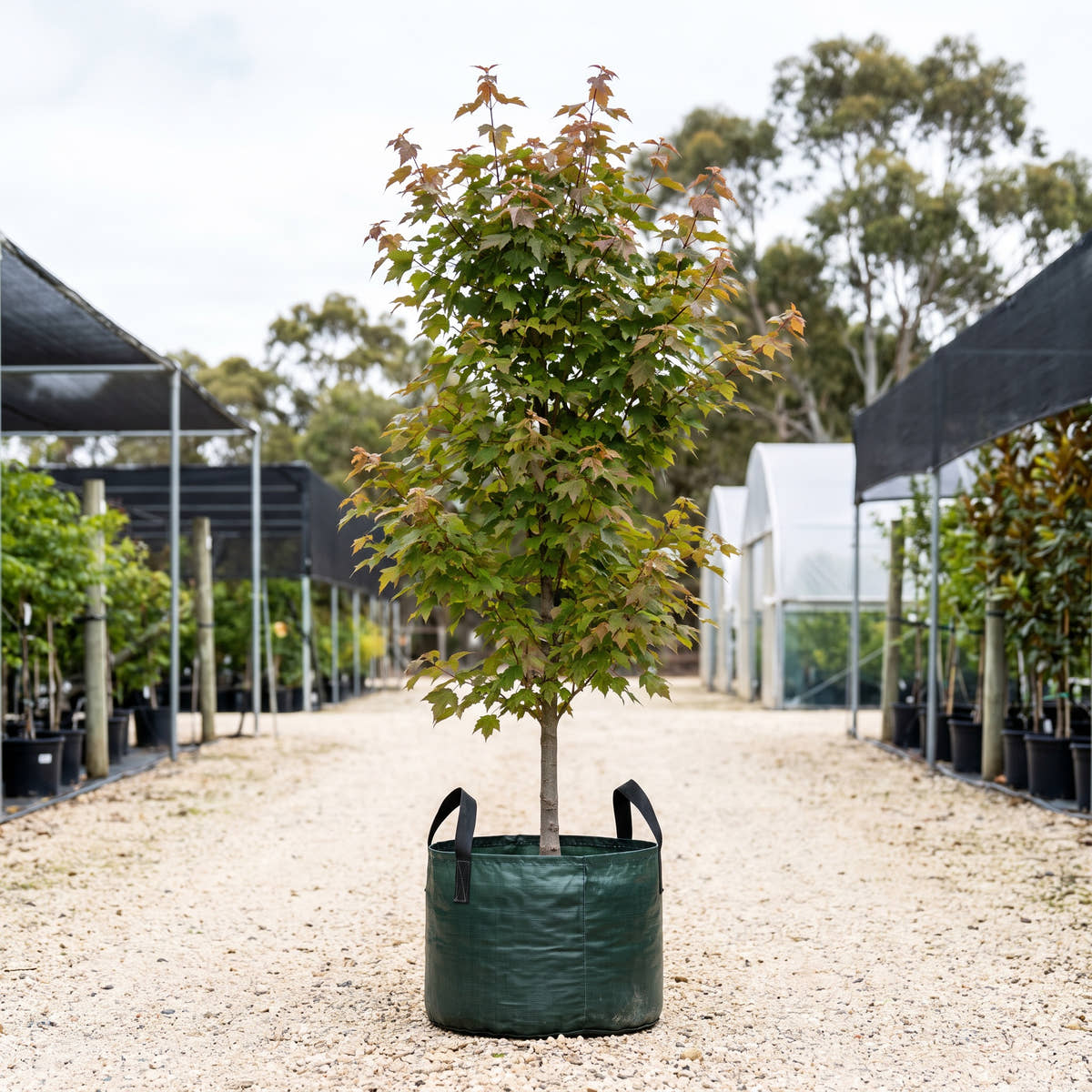 April Splendour Red Maple - Acer rubrum ‘April Splendour’