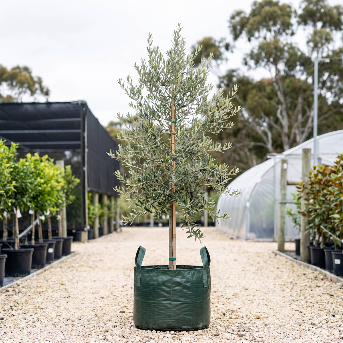 Manzanillo Olive - Olea europaea ‘Manzanillo’
