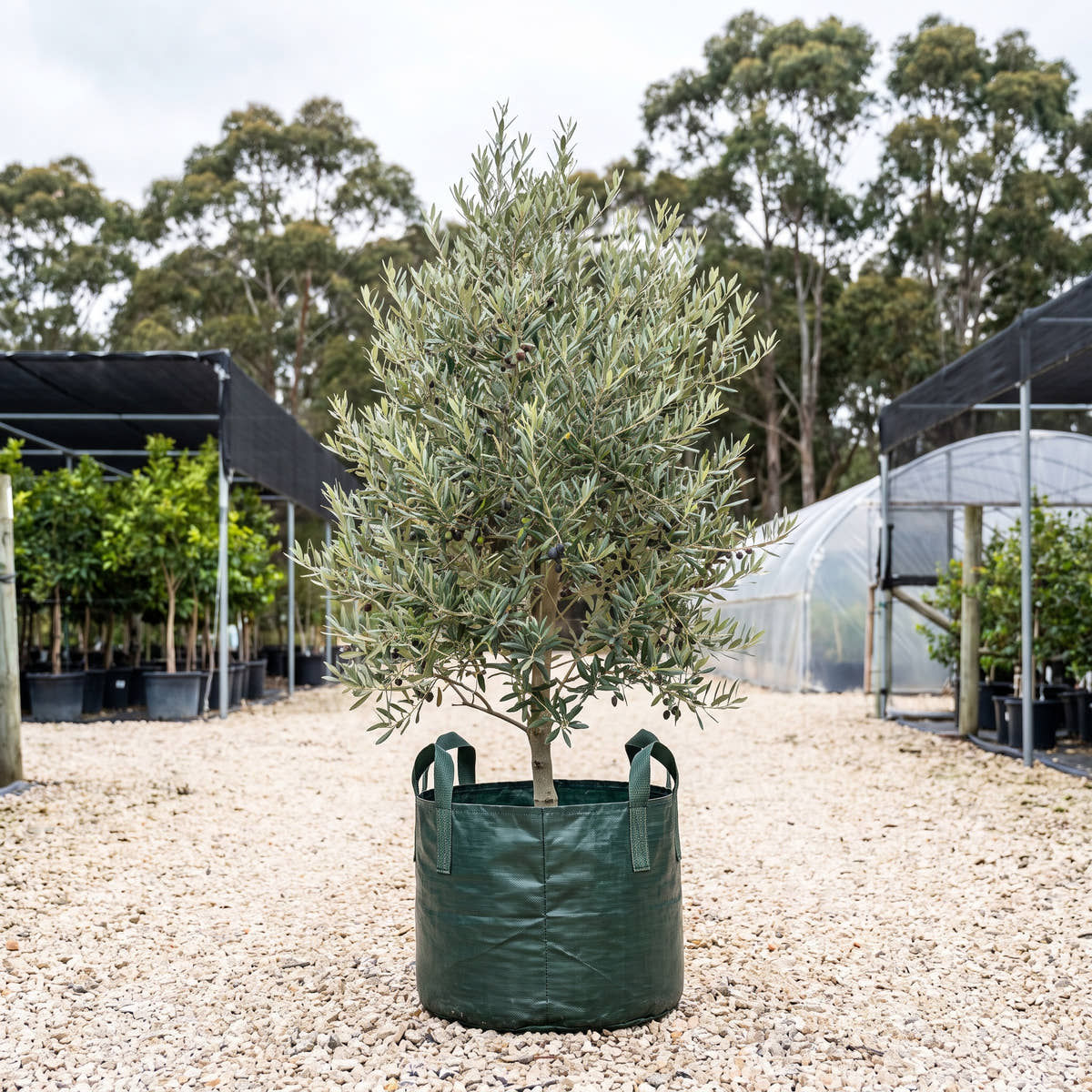 Hojiblanca Olive - Olea europaea ‘Hojiblanca’
