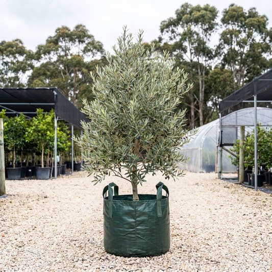 Hojiblanca Olive - Olea europaea ‘Hojiblanca’