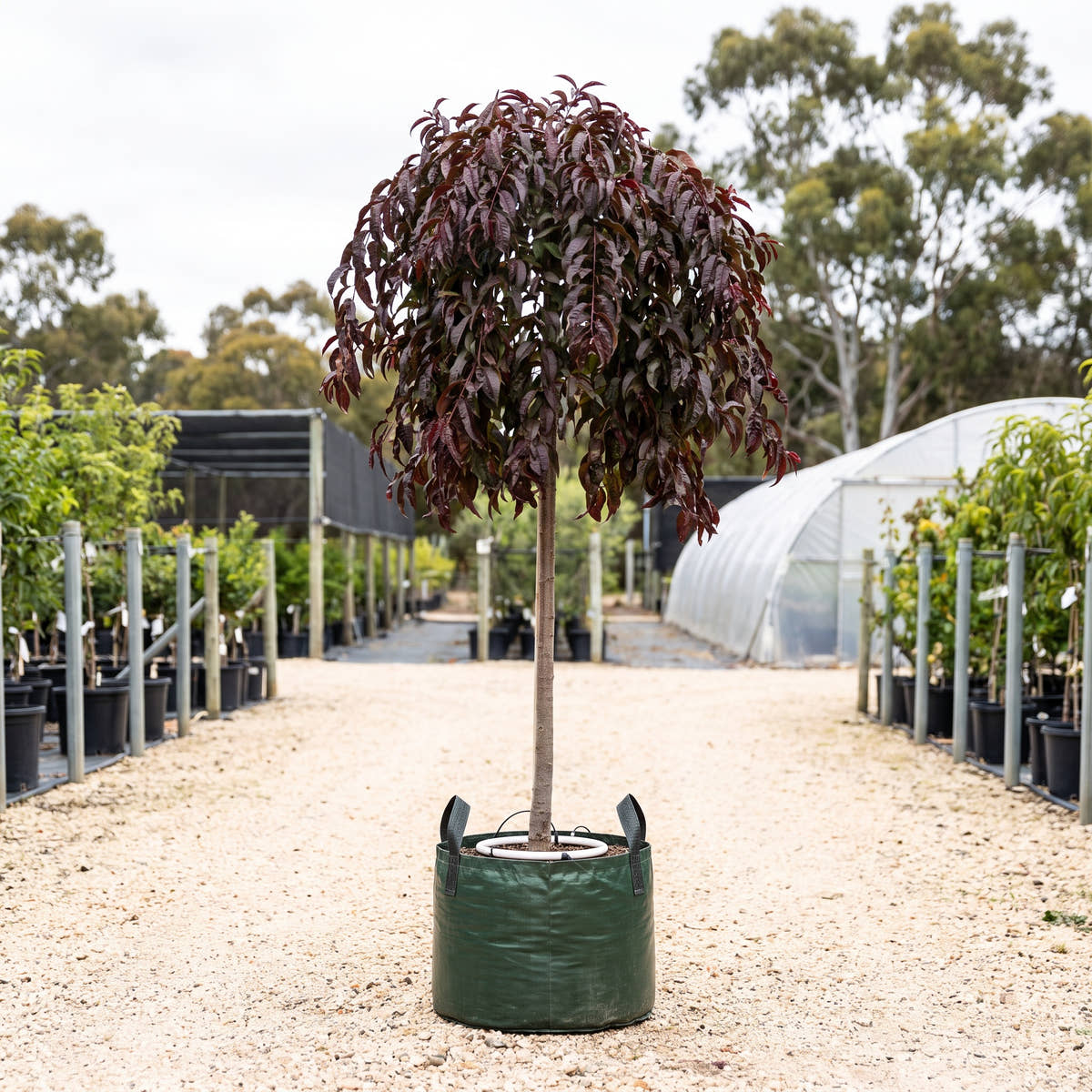 Crimson Cascade Weeping Peach (Standard) - Prunus persica ‘Crimson Cascade’