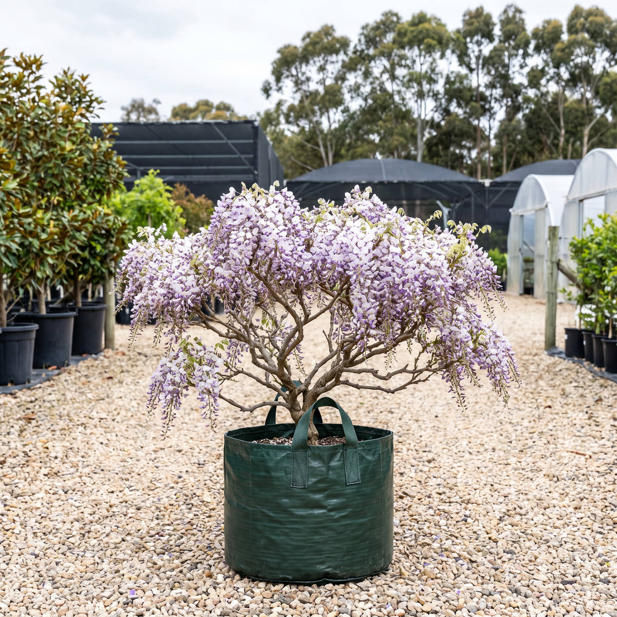 Geisha Japanese Wisteria - Wisteria floribunda ‘Geisha’
