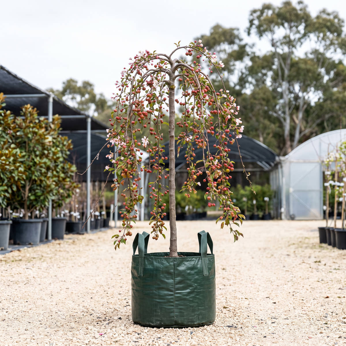 Wandin Pride Weeping Crabapple - Malus ‘Wandin Pride’