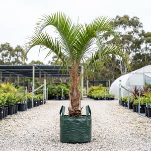 Piassava Palm - Vonitra fibrosa