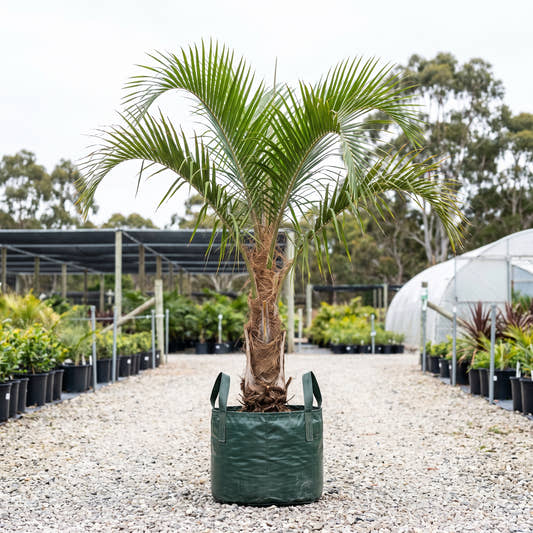 Piassava Palm - Vonitra fibrosa