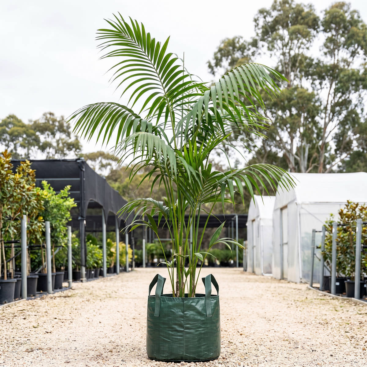 Pacaya Palm - Chamaedorea tepejilote