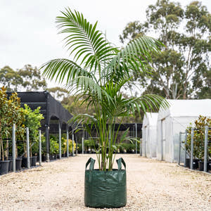 Pacaya Palm - Chamaedorea tepejilote