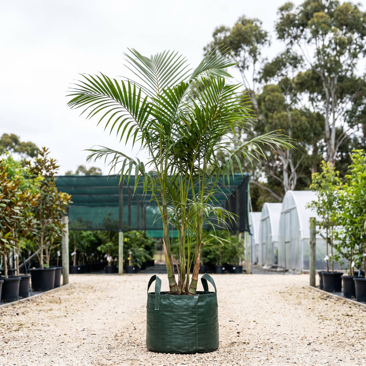 Chrysalidocarpus comptus