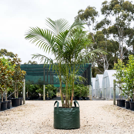 Chrysalidocarpus comptus