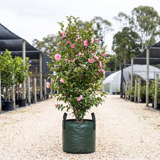 Sasanqua Camellia - Camellia sasanqua