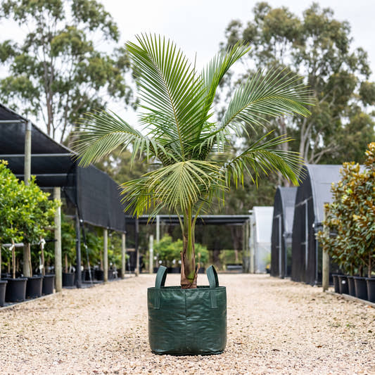 Cocos Palm - Syagrus romanzoffiana