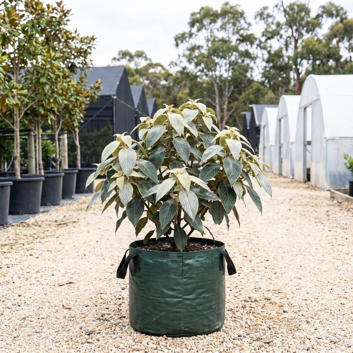 Strobilanthes gossypinus