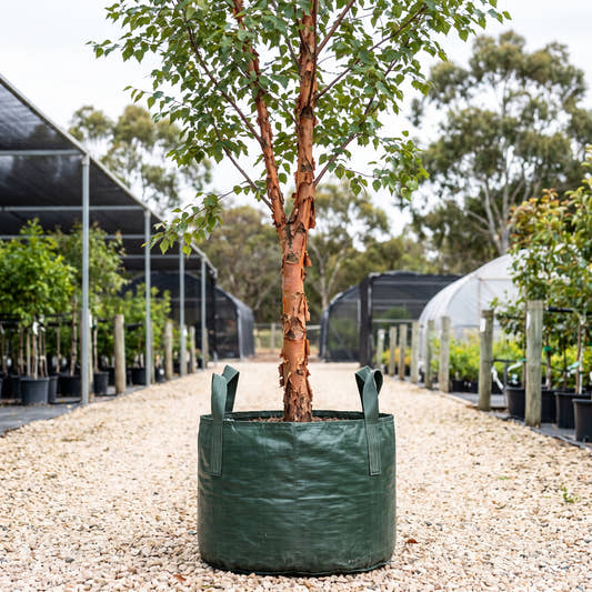 Chinese Red Birch - Betula albosinensis var. septentrionalis